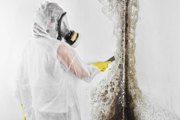 Best Health and Safety Mold Remediation in Albion, MI